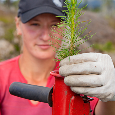 Skogsplantering och plantförsäljning