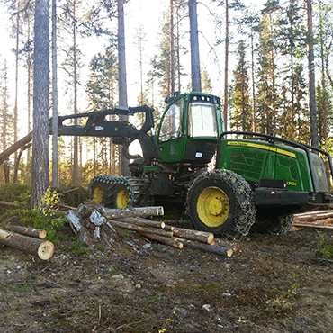 Gallring och slutavverkning